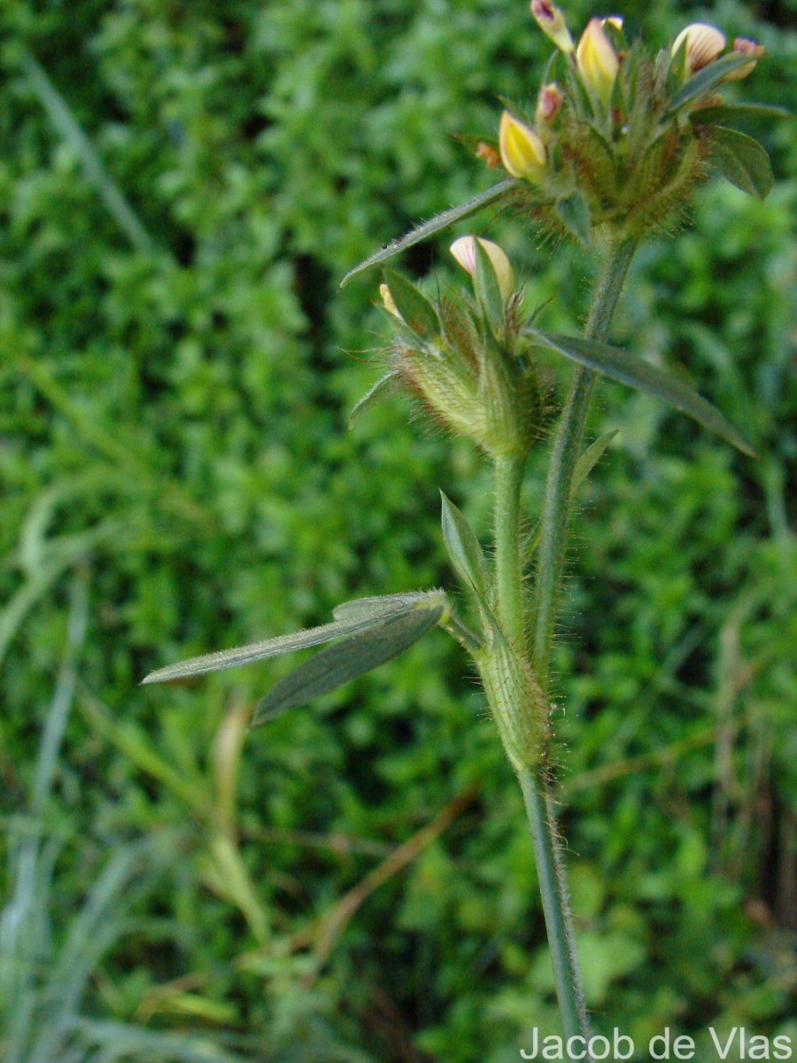 Stylosanthes fruticosa (Retz.) Alston